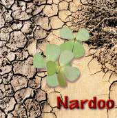 Nardoo