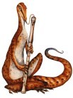 Set of 8 lizard postcards